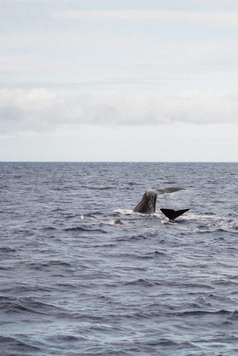 Azores Adventures